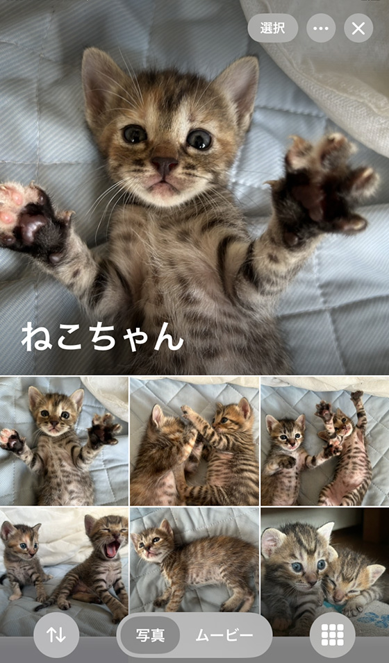 iOS18の写真アプリの共有アルバム