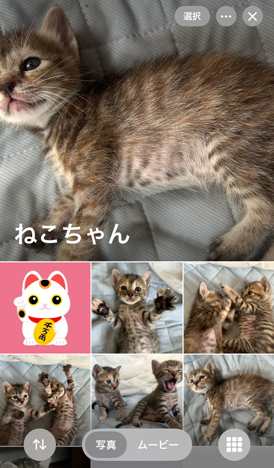 iOS18の写真アプリの共有アルバム